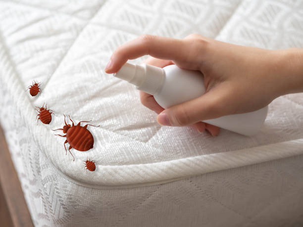 Best Ant Control Services  in Pratt, KS