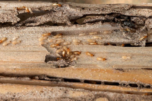 Flea Control Services in Pratt, KS